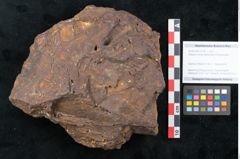 Foto (Objekt + Etikett) von Sequoia novae zeelandiae Ettingshausen (NHMW-GEO-2024-0188-10199)